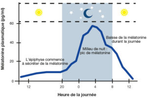 schéma de la diffusion de la mélatonine sur une période de 24 heures